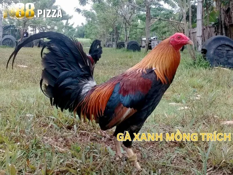 Gà xanh mồng trích