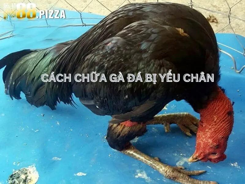 Cách chữa gà đá bị yếu chân nhanh khỏi