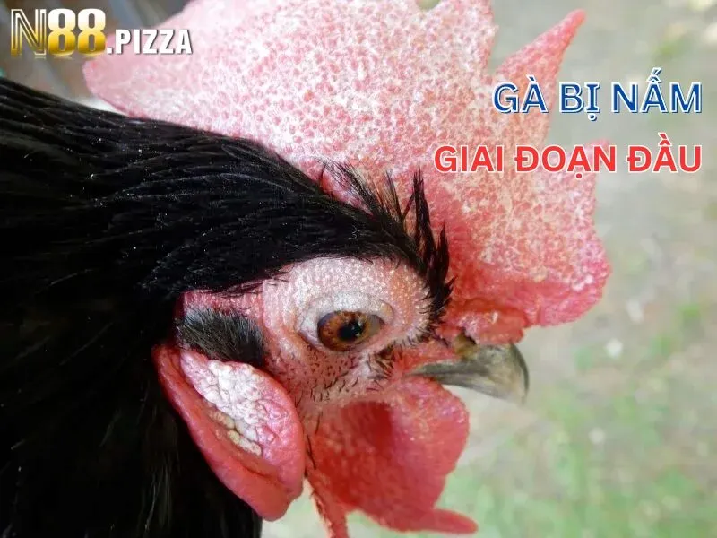 Gà bị nấm giai đoạn đầu