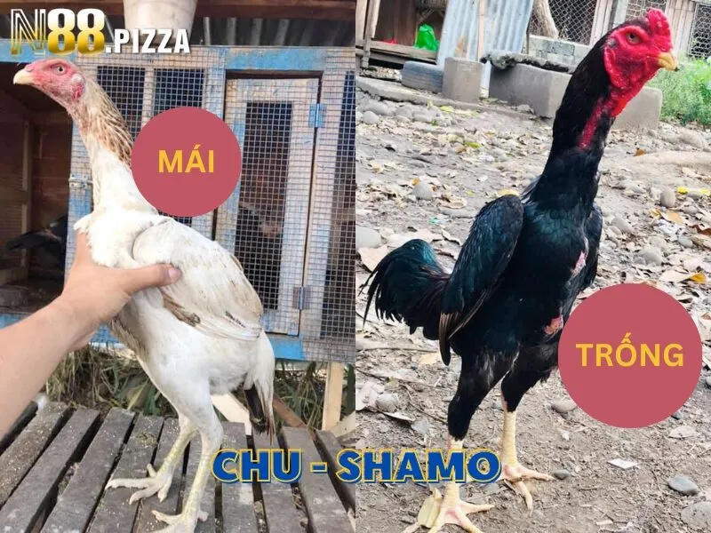 Gà Chu-Shamo trống và mái