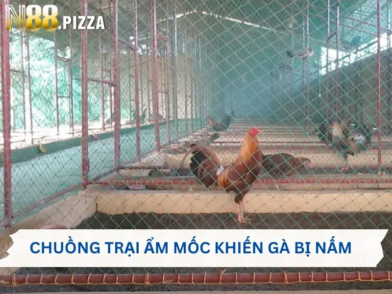 Môi trường sinh sống ẩm mốc là nguyên nhân khiến gà bị nấm