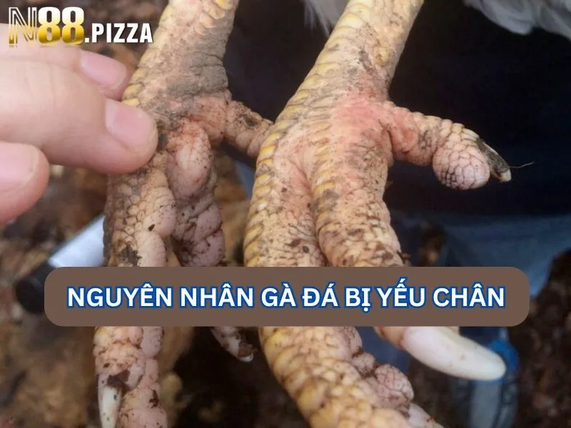 Nguyên nhân gà đá bị yếu chân